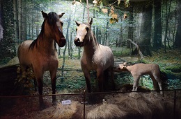 Чучела семьи турпанов